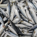 New Landing Frozen Pacific Mackerel Fish 200-300g